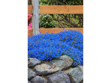 Trvalky Kamejka Heavenly Blue(3)