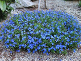 Trvalky Kamejka Heavenly Blue(2)