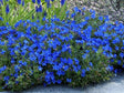 Trvalky Kamejka Heavenly Blue(1)