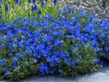 Trvalky Kamejka Heavenly Blue(1)