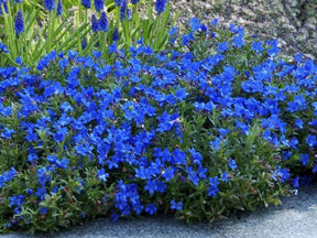 Trvalky Kamejka Heavenly Blue(1)