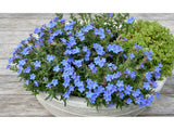 Trvalky Kamejka Heavenly Blue