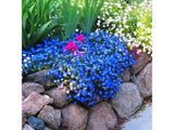 Trvalky Kamejka Heavenly Blue(4)