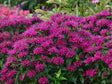 Trvalky ducplant(104)