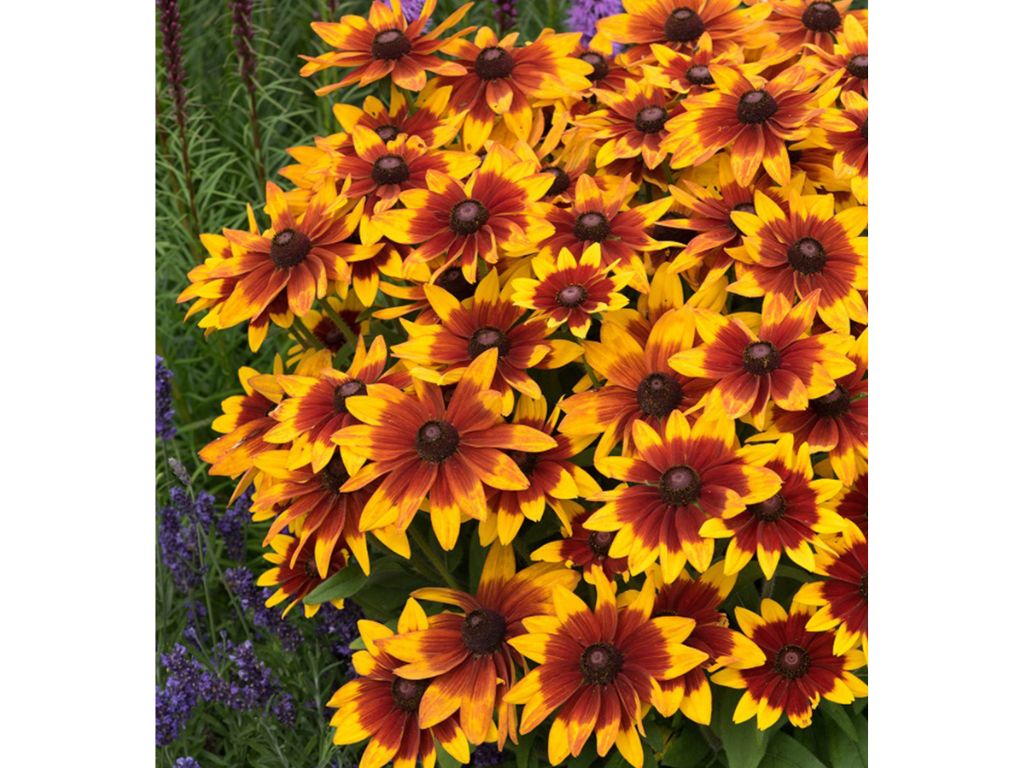 Trvalky ducplant(112)