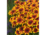 Trvalky ducplant(112)