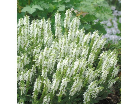 Trvalky ducplant(123)