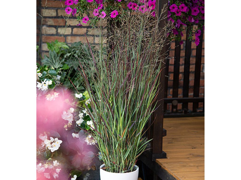 Trvalky ducplant(166)