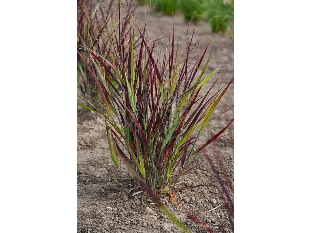 Trvalky ducplant(165)