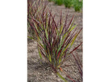 Trvalky ducplant(165)