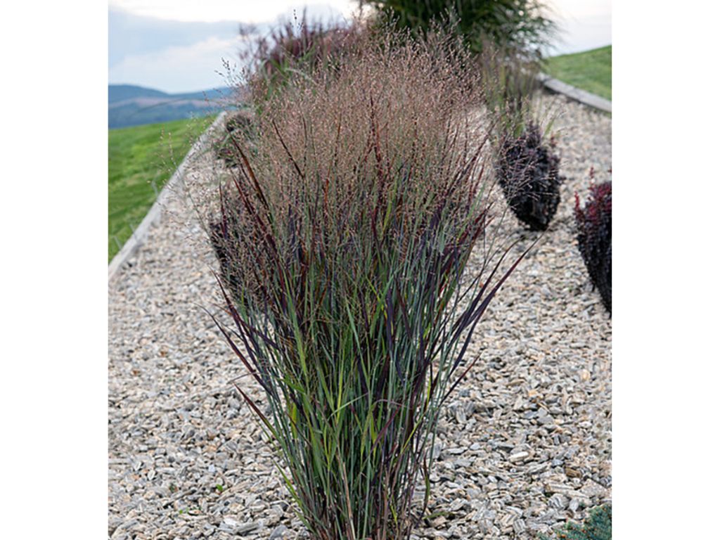 Trvalky ducplant(168)