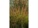 Trvalky ducplant(158)
