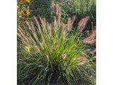 Trvalky ducplant(157)