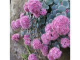 Trvalky ducplant(132)