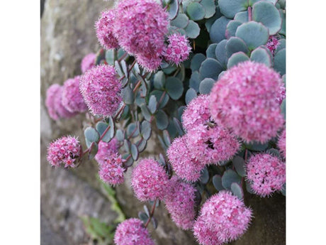 Trvalky ducplant(132)
