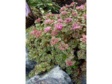 Trvalky ducplant(135)