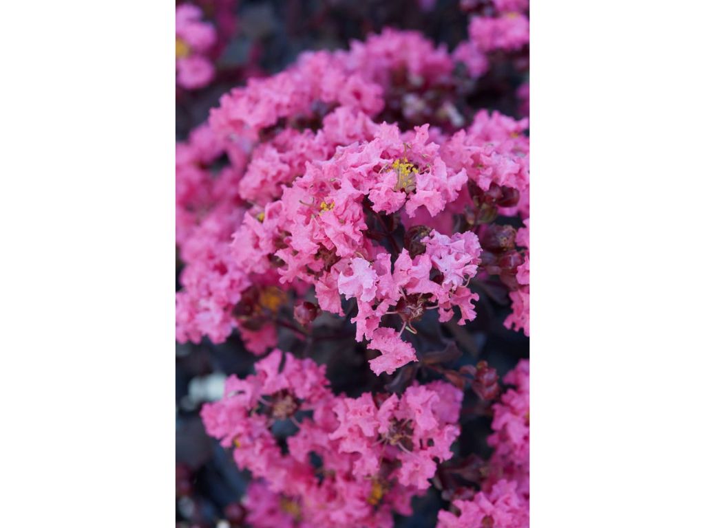 Okrasné kry Myrta krepová BLACK SOLITAIRE Shell Pink 70 90cm(4)