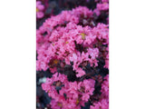 Okrasné kry Myrta krepová BLACK SOLITAIRE Shell Pink 70 90cm(4)
