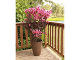 Okrasné kry Myrta krepová BLACK SOLITAIRE Shell Pink 70 90cm(7)