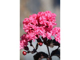 Okrasné kry Myrta krepová BLACK SOLITAIRE Shell Pink 70 90cm(6)