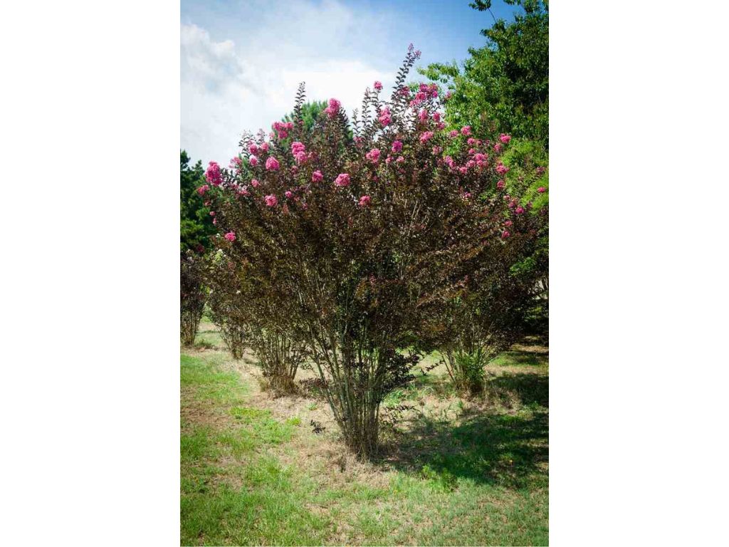 Okrasné kry Myrta krepová BLACK SOLITAIRE Shell Pink 70 90cm(5)
