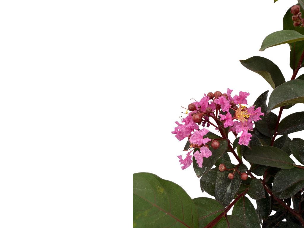 Okrasné kry Myrta krepová BLACK SOLITAIRE Shell Pink 70 90cm(9)