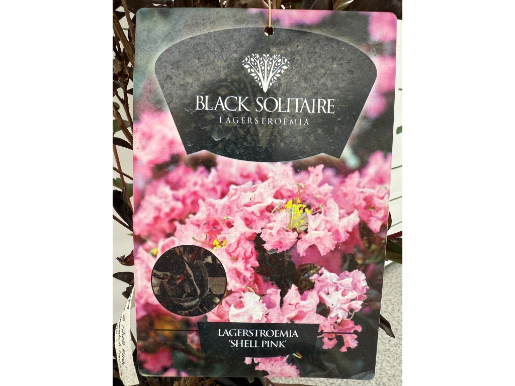 Okrasné kry Myrta krepová BLACK SOLITAIRE Shell Pink 70 90cm(3)