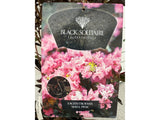 Okrasné kry Myrta krepová BLACK SOLITAIRE Shell Pink 70 90cm(3)