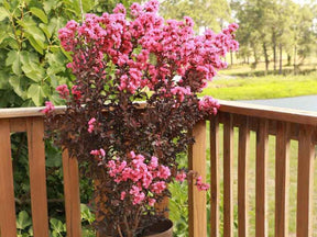 Okrasné kry Myrta krepová BLACK SOLITAIRE Shell Pink 70 90cm(1)