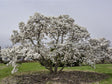 okrasne dreviny ducplant(451)