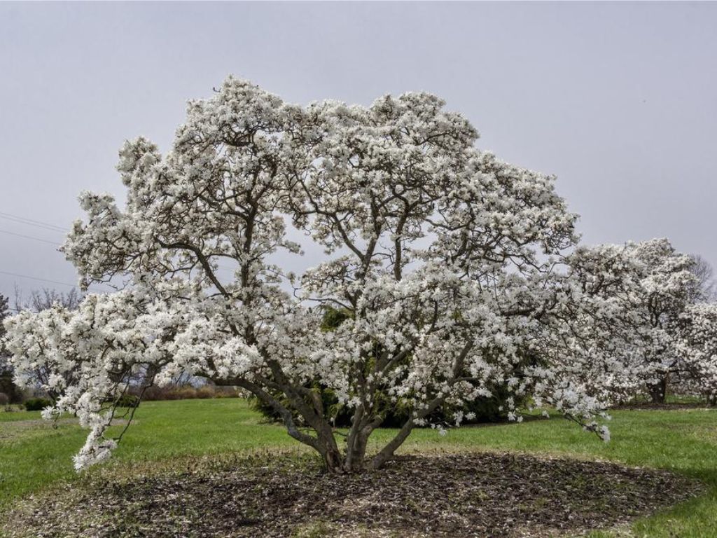 okrasne dreviny ducplant(451)