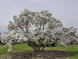 okrasne dreviny ducplant(451)