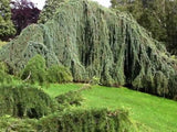 Cedr atlantský Glauca Pendula, výška 350–400 cm, obvod kmene 20–25–30 cm, květináč 230 l