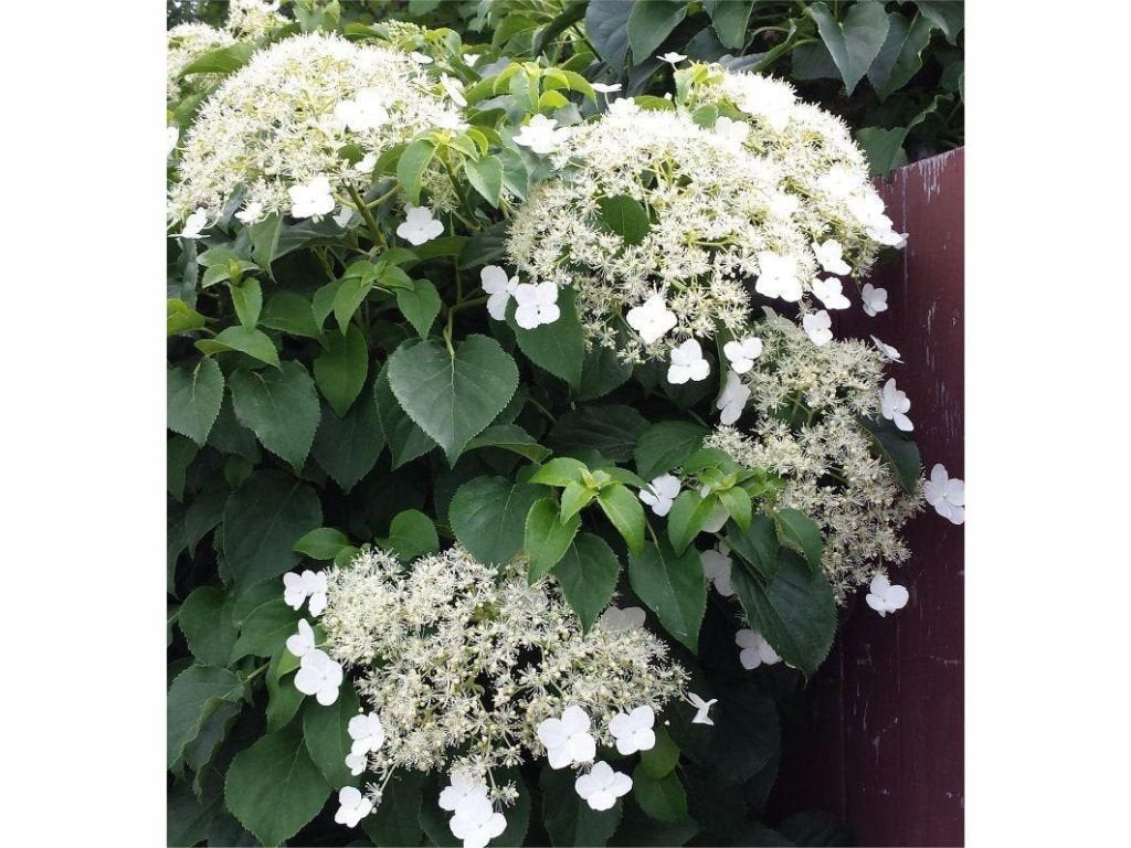 Hortenzie řapíkatá, výška 30–40 cm, květináč 9 cm
