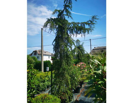 Untitled design 2024 08 08T135207.978