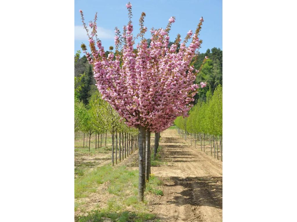 okrasne dreviny ducplant(496)