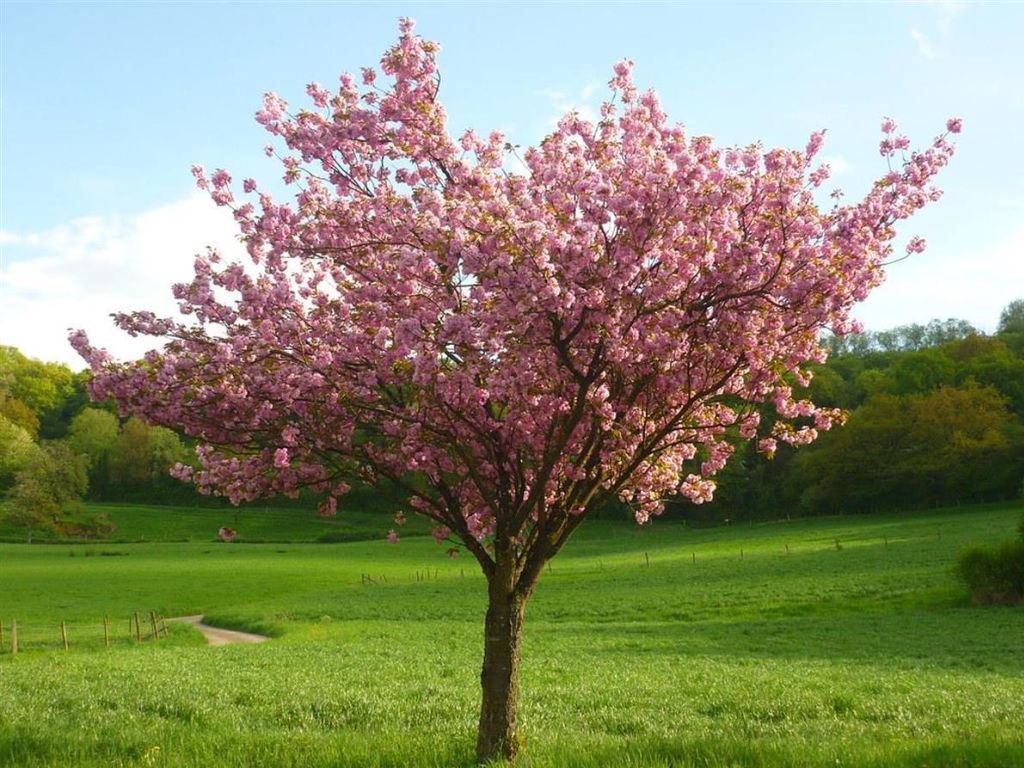 okrasne dreviny ducplant(498)