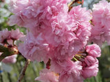okrasne dreviny ducplant(507)