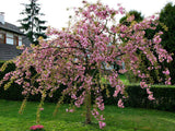 okrasne dreviny ducplant(506)