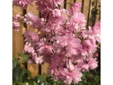 okrasne dreviny ducplant(508)