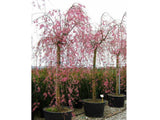 okrasne dreviny ducplant(511)
