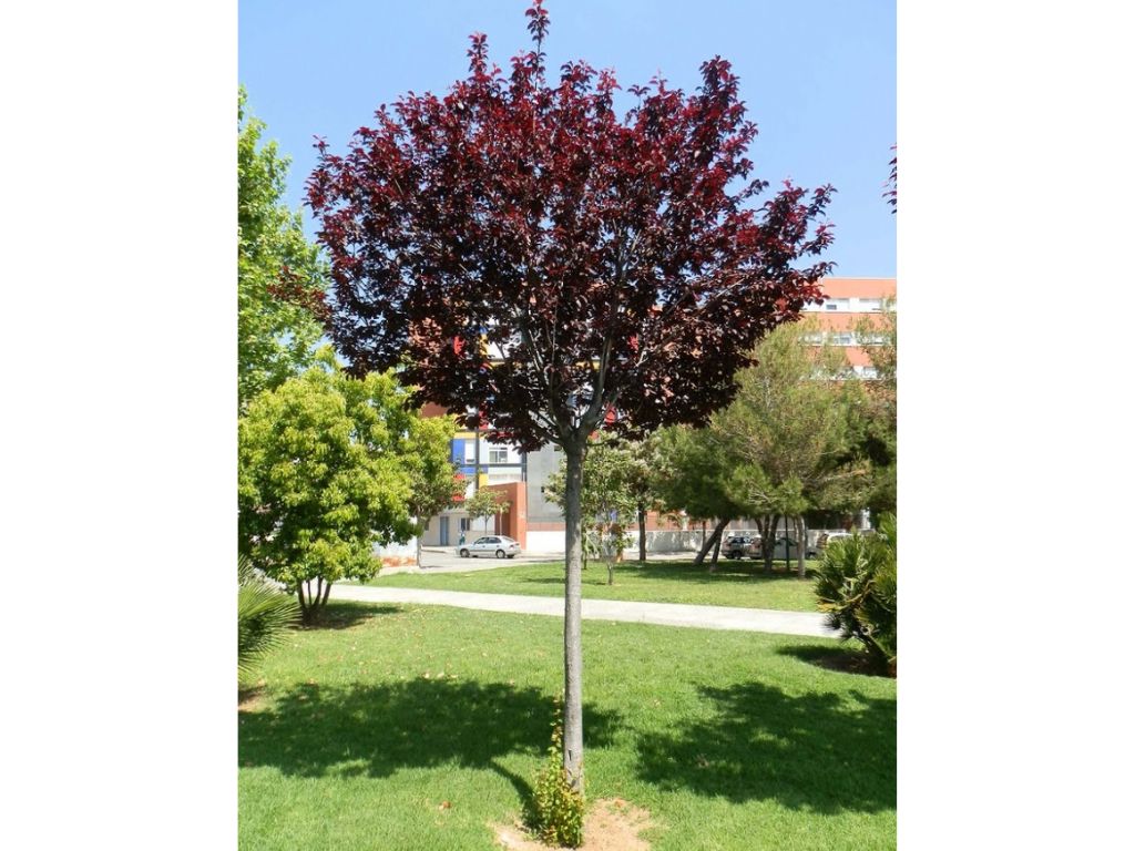 okrasne dreviny ducplant(514)