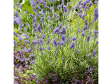 trvalky ducplant(268)