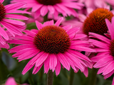 Třapatkovka Dark Pink Pearl, květináč 1 l