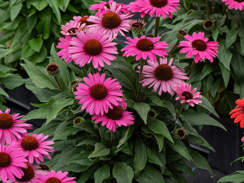 Třapatkovka Dark Pink Pearl, květináč 1 l