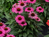 Třapatkovka Dark Pink Pearl, květináč 1 l
