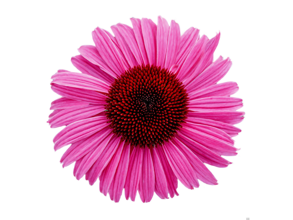 Třapatkovka Dark Pink Pearl, květináč 1 l
