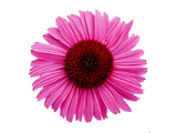 Třapatkovka Dark Pink Pearl, květináč 1 l
