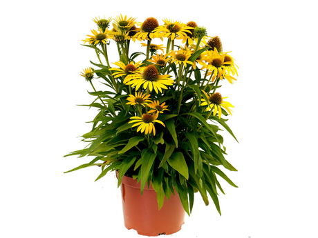 Untitled design 2024 07 08T171534.223