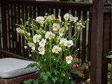 trvalky ducplant(287)